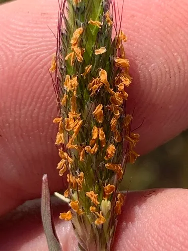 Pacific foxtail