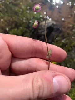 Ribbed Fringepod thumbnail 1