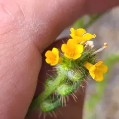 tarweed fiddleneck thumbnail 3