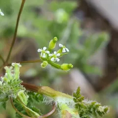 Bur Parsley thumbnail 2
