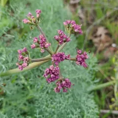 Columbia Desert Parsley thumbnail 3