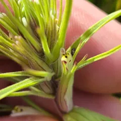 valley tassels thumbnail 2