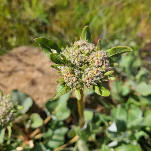 Arrowleaf Buckwheat