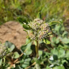 Arrowleaf Buckwheat thumbnail 1