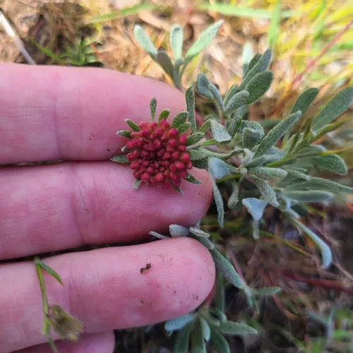 rock buckwheat