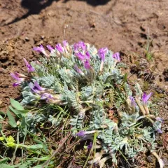 woollypod milkvetch thumbnail 4