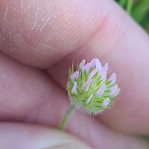 small-headed clover