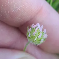 small-headed clover thumbnail 1