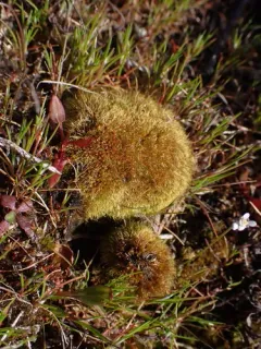 Awl-leaved Earth-moss thumbnail 3