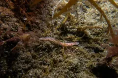 Paranaitis polynoides thumbnail 3