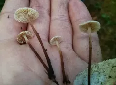 garlic mushroom thumbnail 3
