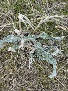 Woolly Locoweed thumbnail 3