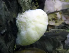 Donkia pulcherrima thumbnail 3