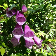 purple foxglove thumbnail 1