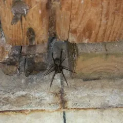 Giant House Spider thumbnail 1
