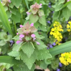red deadnettle thumbnail 4