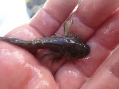 Columbia Slimy Sculpin thumbnail 2