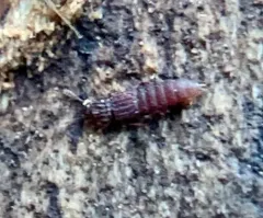 Thoracophorus costalis thumbnail 2