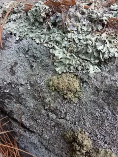 Opinicon Rock-posy Lichen thumbnail 2