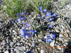 Salmon River Beardtongue thumbnail 3
