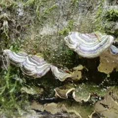 Turkey-tail