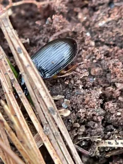 Trichotichnus autumnalis thumbnail 2