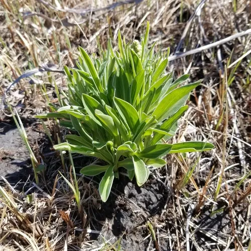 edible valerian
