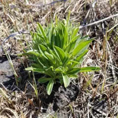 edible valerian thumbnail 1