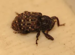 Apteromechus ferratus thumbnail 1