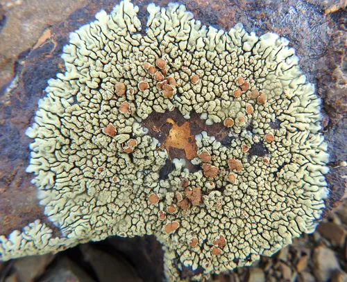 Protoparmeliopsis sierrae