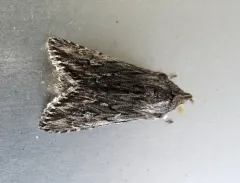 Cucullia pulla thumbnail 3