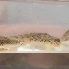 Round Goby thumbnail 2