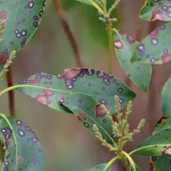 Mountain Laurel Leaf Blight thumbnail 2