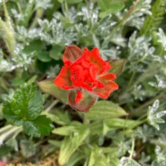 littoral paintbrush thumbnail 4