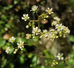 Marshall's saxifrage thumbnail 3