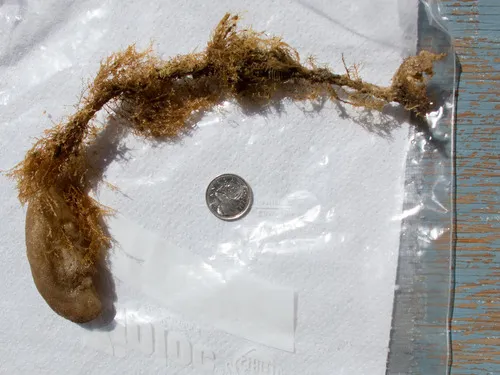 Synidotea bicuspida