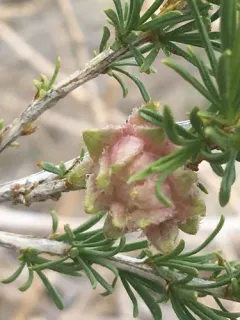 Aciurina idahoensis thumbnail 3