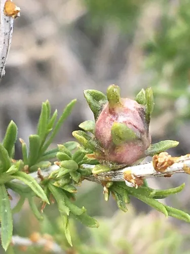 Aciurina michaeli