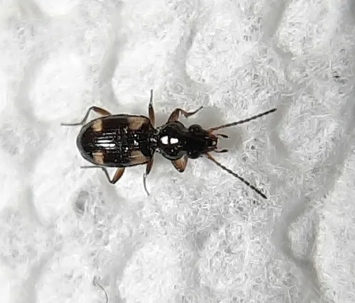 Garden Bembidion Beetle