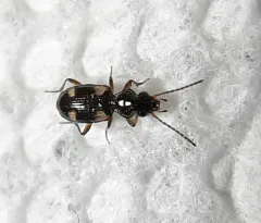 Garden Bembidion Beetle thumbnail 1
