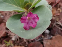 Sacramento Waxydogbane thumbnail 1