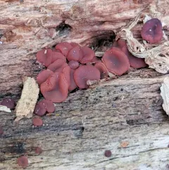 Ascocoryne cylichnium thumbnail 2