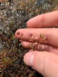 Shining Pepperweed thumbnail 3