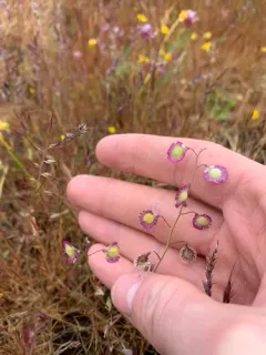 Ribbed Fringepod thumbnail 3