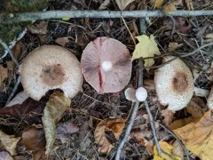 Agaricus depauperatus thumbnail 2