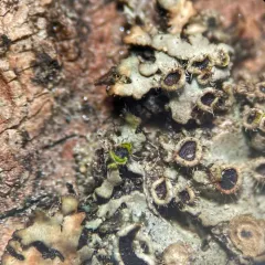 Phaeophyscia hirtella thumbnail 3