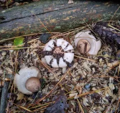 Geastrum morganii thumbnail 2