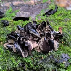 Diplocarpa irregularis thumbnail 4