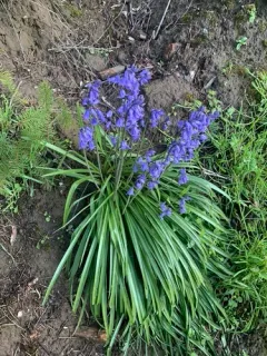 Bluebell rust thumbnail 1