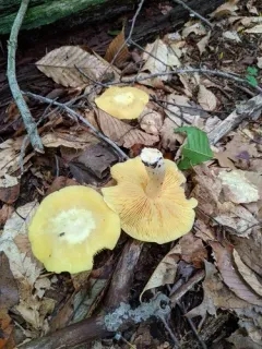Entoloma luridum thumbnail 3